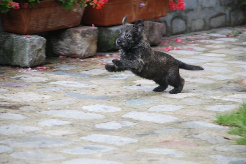 Du Hameau De Mansigny - Berger de Picardie - Portée née le 10/06/2014